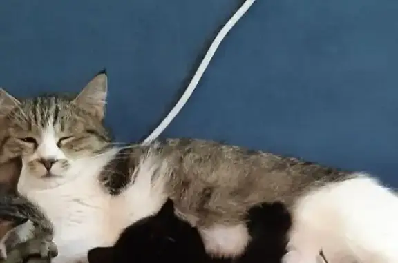 Кошки потеряшки, , фото: Потеряшка кошка, Таманская ул., 84