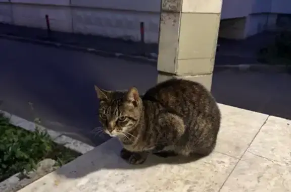 Найдена кошка, Базовская ул. 24Д, Москва