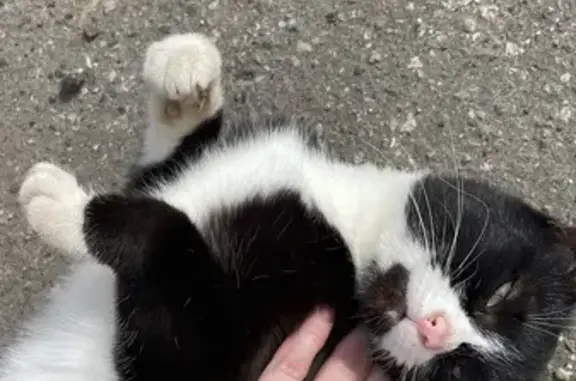 Кошки потеряшки, Ярославль, фото: Кошка найдена, ул. 8 Марта, 18, Ярославль