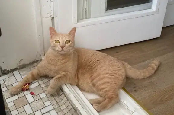 Кошки потеряшки, Москва, фото: Потеряшка кошка, Измайловский бул., 31