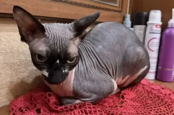 Найдена кошка, Калужская область, фото: Найден сфинкс в Колюпаново, Калужская обл.