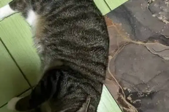 Кошки потеряшки, Москва, фото: Потеряшка кошка, ул. Генерала Тюленева, 31