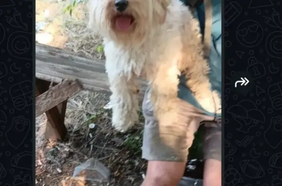 Собаки потеряшки, Индустриальный, фото: Потеряшка собака, Школьная ул., 6