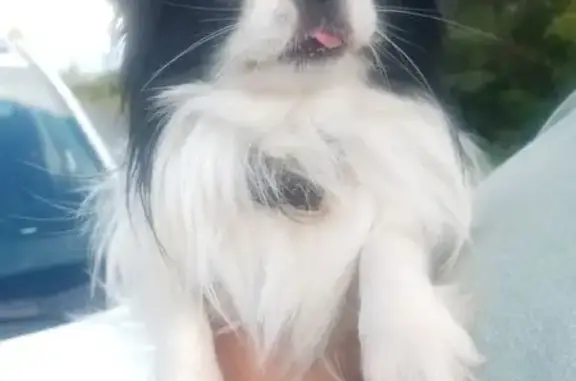 Найдена собака, Слутка, фото: Чихуахуа найден в Савино-Селищи, Слутка