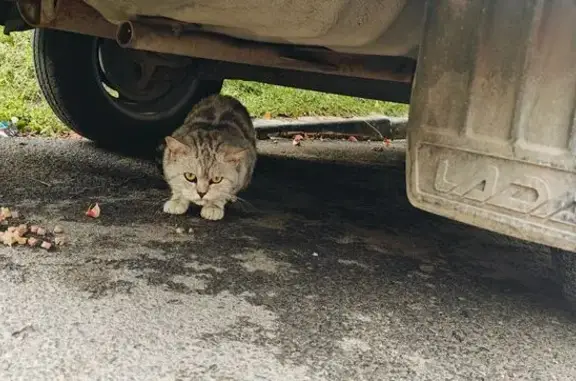 Найдена кошка, Новочебоксарск, фото: Кошка найдена на Винокурова 69, Новочебоксарск