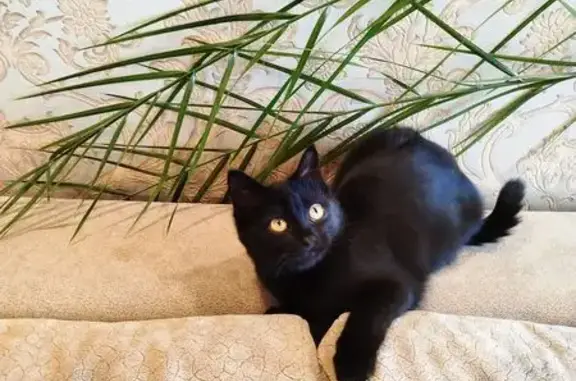 Кошка найдена, Ул. Ульяновская, 16, Киров