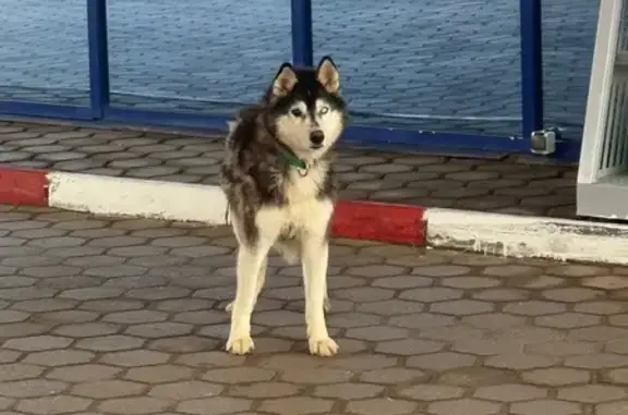 Хаски найдена: ул. Чугуевского, Ижевск