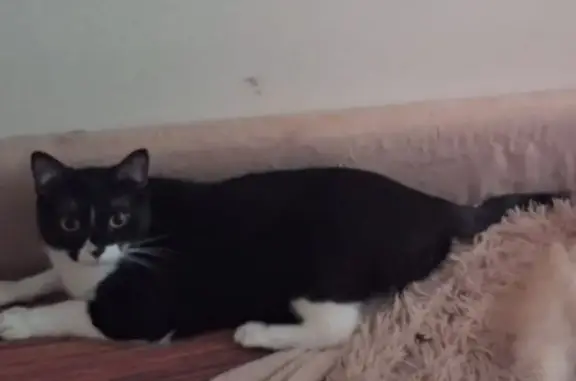 Кошки потеряшки, Кострома, фото: Потеряшка кошка, Профсоюзная 40, Кострома