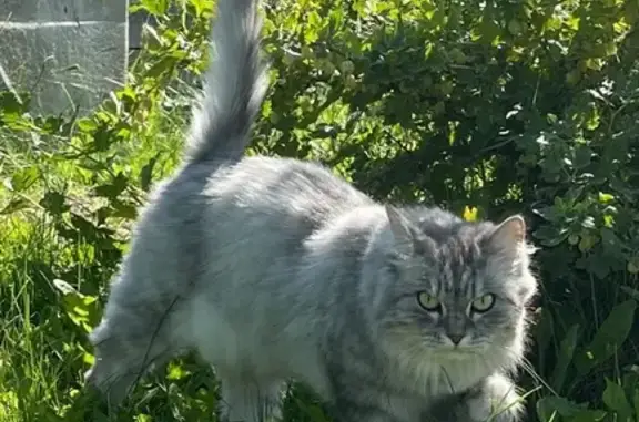 Пропала кошка, Гаражная, Красноярск