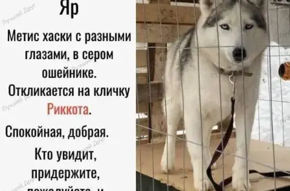 Собаки потеряшки, Тюменская область, фото: Потеряшка хаски у Лемана Про, Тюмень