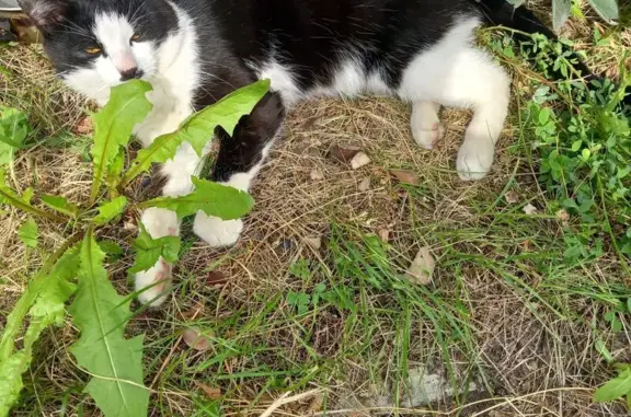 Найдена кошка, Красноярск, фото: Найдена кошка, ул. Тельмана 38/1, КРСК