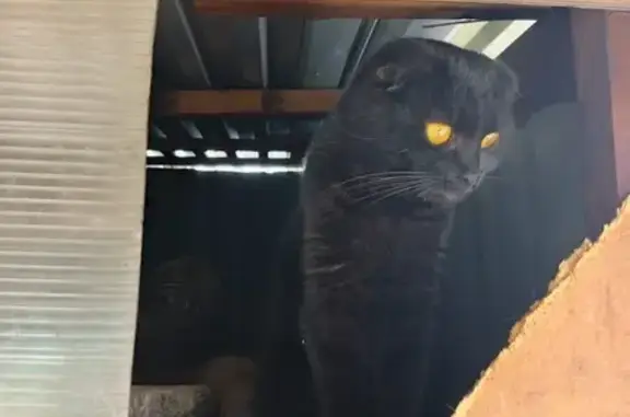 Кошка найдена: Иркутск, Иркутская обл.