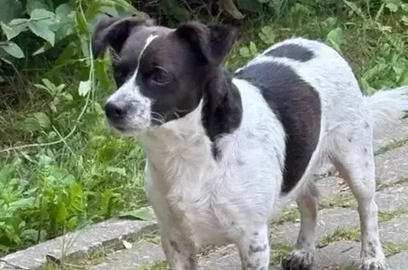 Найдена собака, Москва, фото: Собака найдена: Воротынская ул., 3, Москва