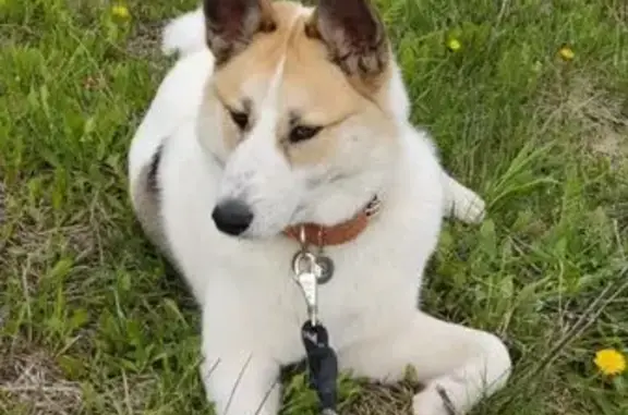 Собаки потеряшки, Казань, фото: Потеряшка собака, Казань, 2-я Заречная 40