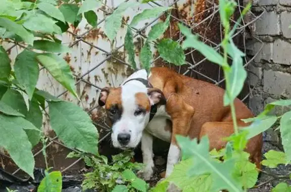 Найдена собака на Детской ул., Липецк