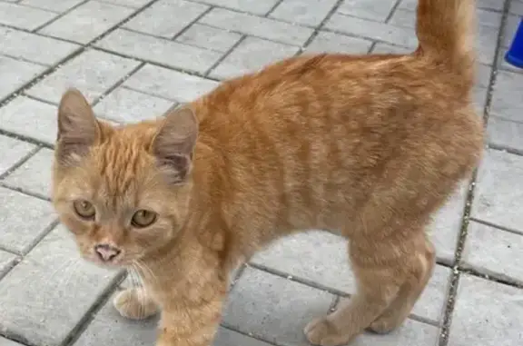 Найдена рыжая кошка, ул. Кошевого 18В