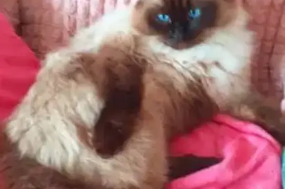 Кошки потеряшки, Ворсма, фото: Потеряшка сиамская кошка, Кузнечный 9, Ворсма