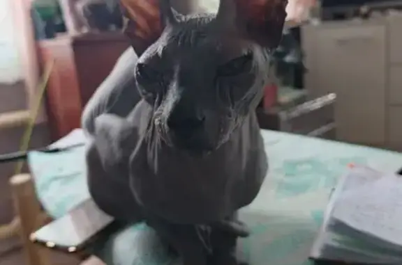 Потерянные животные Анжеро-Судженск, фото: Пропала кошка, Подгорная ул. 15, Анжеро