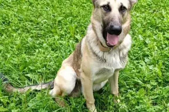 Найдена собака, Долгопрудный, фото: Найдена собака, Парковая ул., Долгопрудный