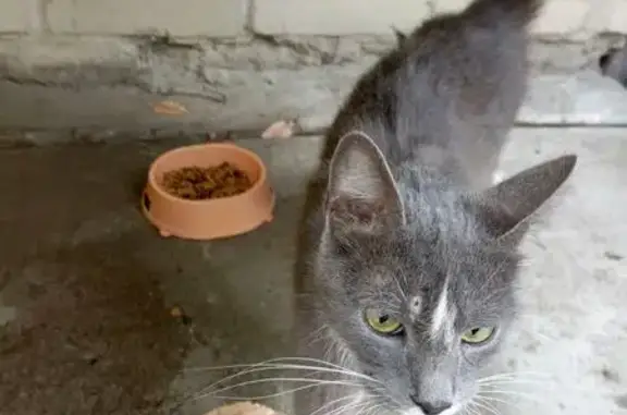 Найденные животные Коммунар, фото: Кошка найдена у зоомагазина, Садовая, Коммунар