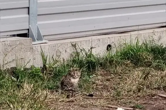 Кошка найдена у перехода, Болотникова 24