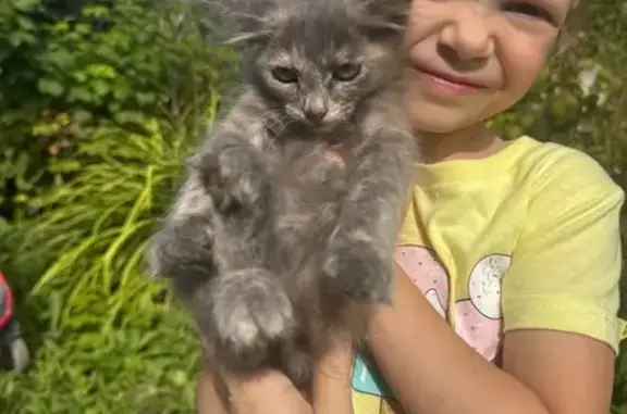 Найдена кошка, Чусовой, фото: Кошка найдена в Шибаново, Чусовой