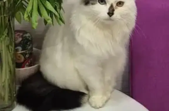 Пропала белая кошка, Южно-Сахалинск