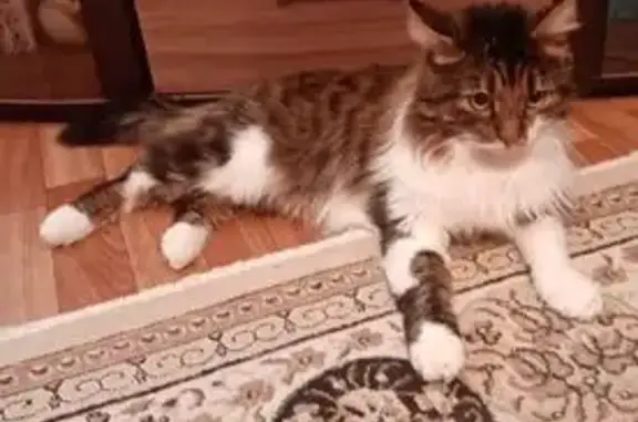 Пропала кошка на проспекте Клыкова, Курск