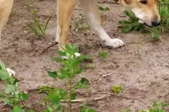 Найдена собака, Московская область, фото: Собака найдена: Московская область