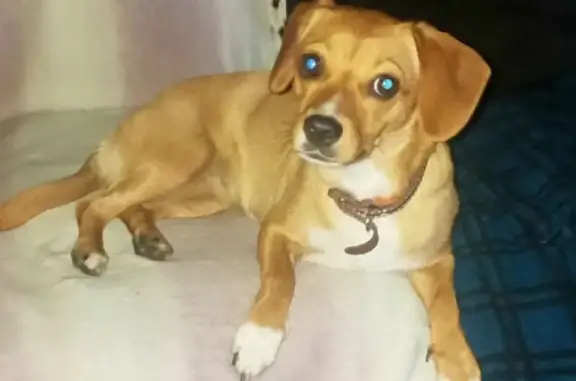 Пропала собака на Жукова, 37А, Челябинск