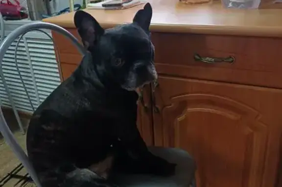 Собаки потеряшки, Михайловка, фото: Потеряшка собака, ул. Тишанская, 31А