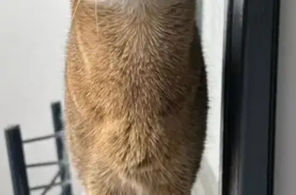 Кошки потеряшки, Тюмень, фото: Потеряшка кошка, ул. Малыгина, Тюмень