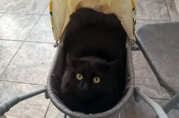 Кошки потеряшки, Петрозаводск, фото: Потеряшка кошка, Чернышевского 22, Птз.