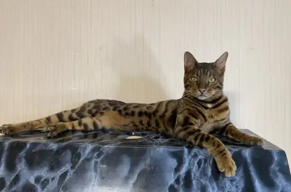 Пропал кот, ул. М.Горького, Людиново