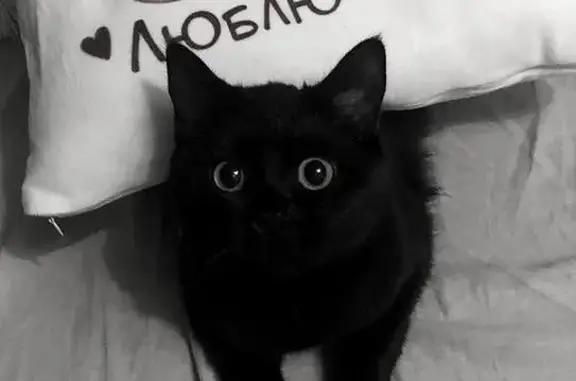 Пропала кошка, Южный Обход, Ставрополь