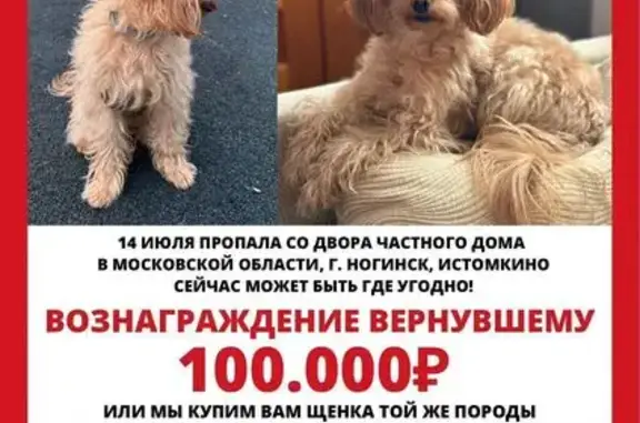 Пропала собака в Ногинске, МО