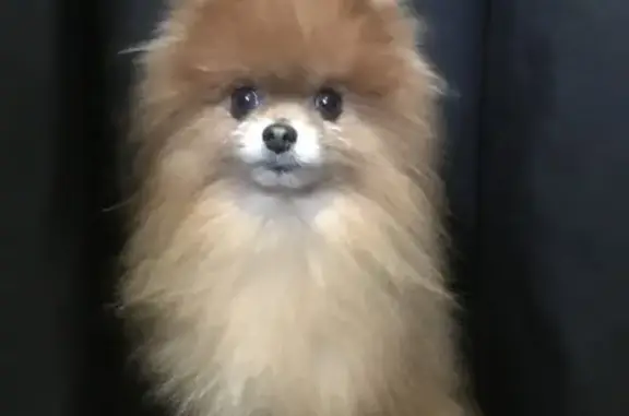 Пропала собака, озеро Шемфлиз, Калининград