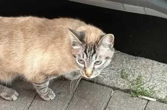 Кошка найдена на Сытнинской ул., СПб