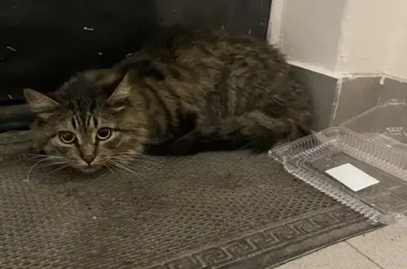 Найдена кошка, Москва, фото: Найдена кошка, ул. Алябьева, 4 к3, Москва