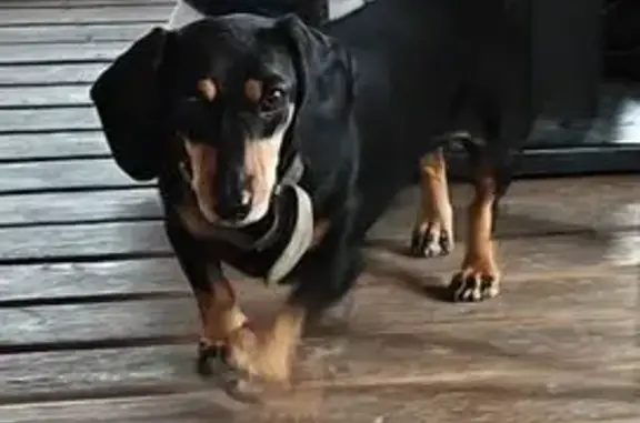 Найдена собака, Чемал, фото: Такса найдена: ул. Пчёлкина 15, Чемал