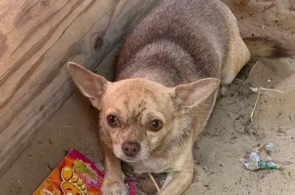 Объявления о пропавших и найденных животных, , фото: Найден чихуахуа в Жуковке, Тобольск