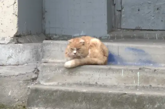 Найдена рыжая кошка, пр. Косыгина, 28 к1