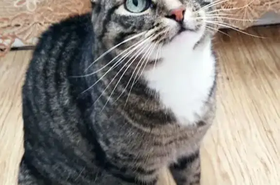 Объявления о пропавших и найденных животных, Москва, фото: Пропала кошка, Луговой проезд, Москва