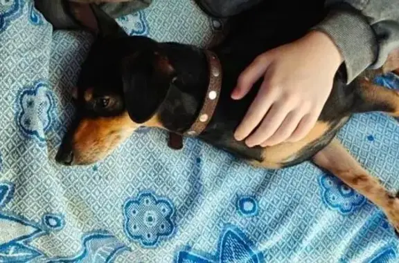 Пропала собака на 1-й Петрозаводской, Иваново