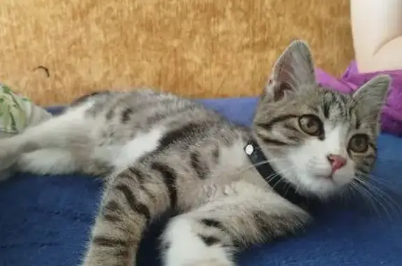 Найдена кошка у Бани №23, Вересаева 2Б