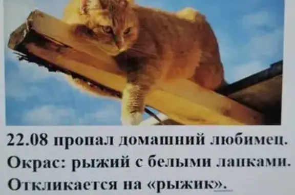 Кошки потеряшки, Санкт-Петербург, фото: Потеряшка кошка, Московский пр., 151, СПб