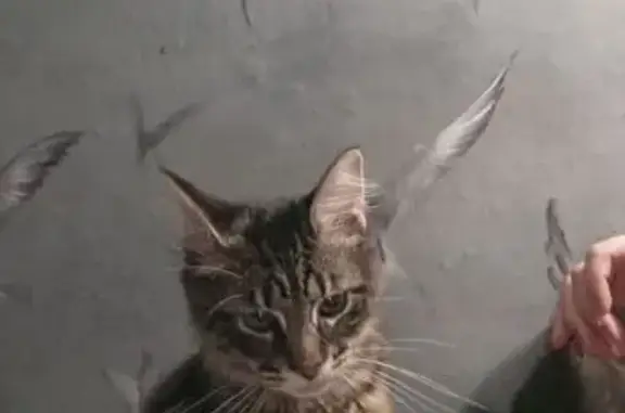 Кошки потеряшки, Сафоново, фото: Потеряшка кошка, ул. Свободы, 7А, Сафоново