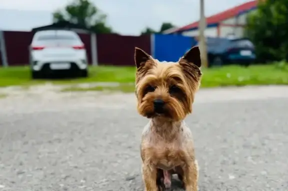 Пропала собака, переулок Блюхера, Валуйки