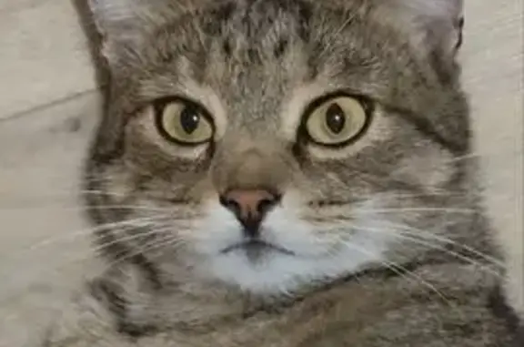 Кошки потеряшки, Курск, фото: Потеряшка кошка, Заречная 122, Курск