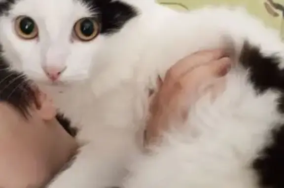 Кошки потеряшки, Тюмень, фото: Потеряшка кошка, ул. Котовского 61, Тюмень